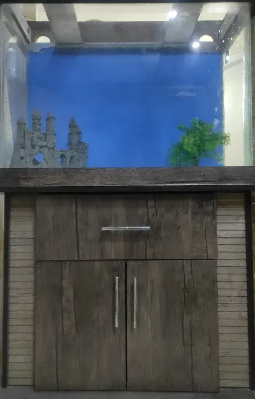 فروش اکواریوم|ماهی|ری, دیلمان|دیوار