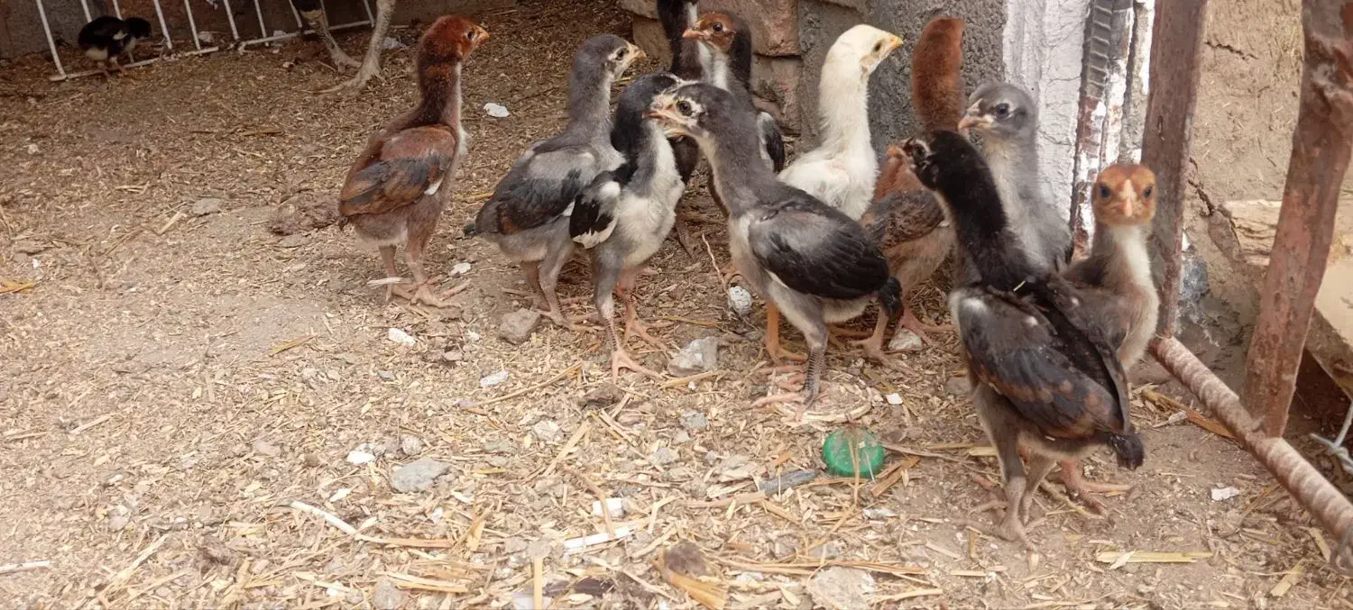 تخم شامو|حیوانات مزرعه|سنگدوین, |دیوار