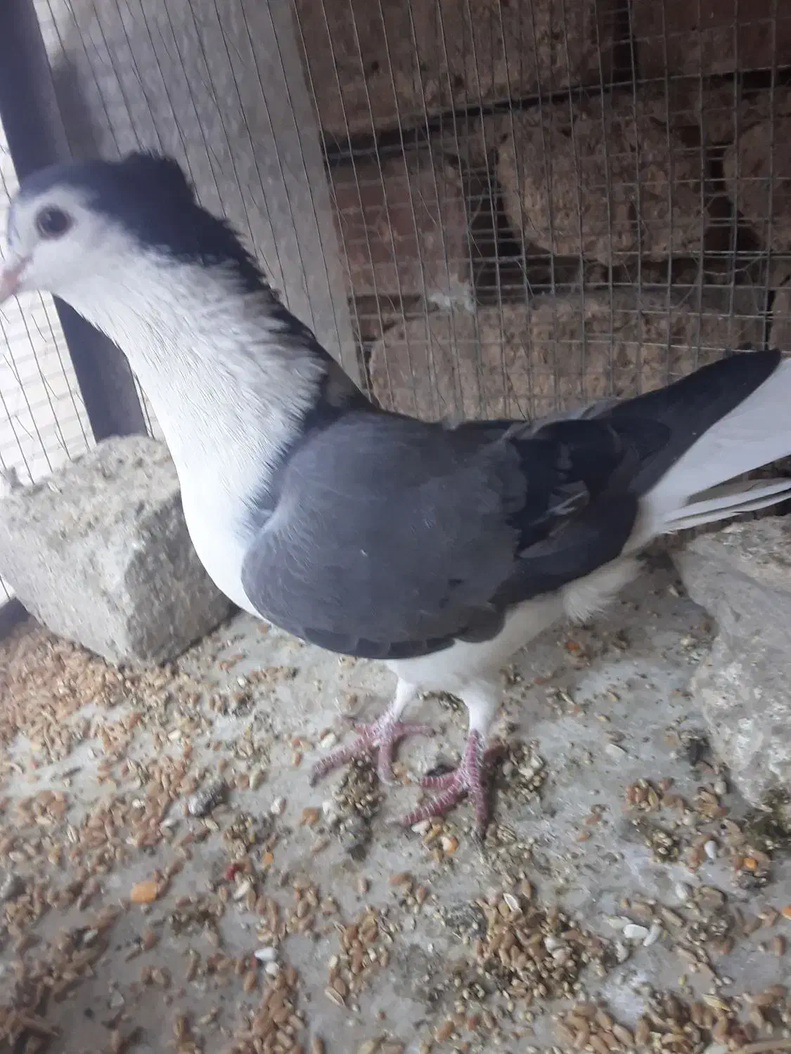 کبوتر بدرنگ|پرنده|مهاباد (اصفهان), |دیوار