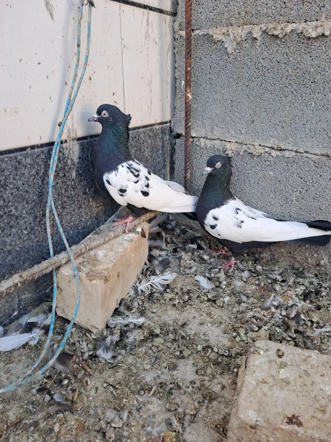 کفتر|پرنده|شیراز, فرودگاه شهید دستغیب شیراز|دیوار