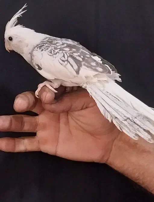 دوتا عروس هلندی معاوضه|پرنده|دورود, |دیوار