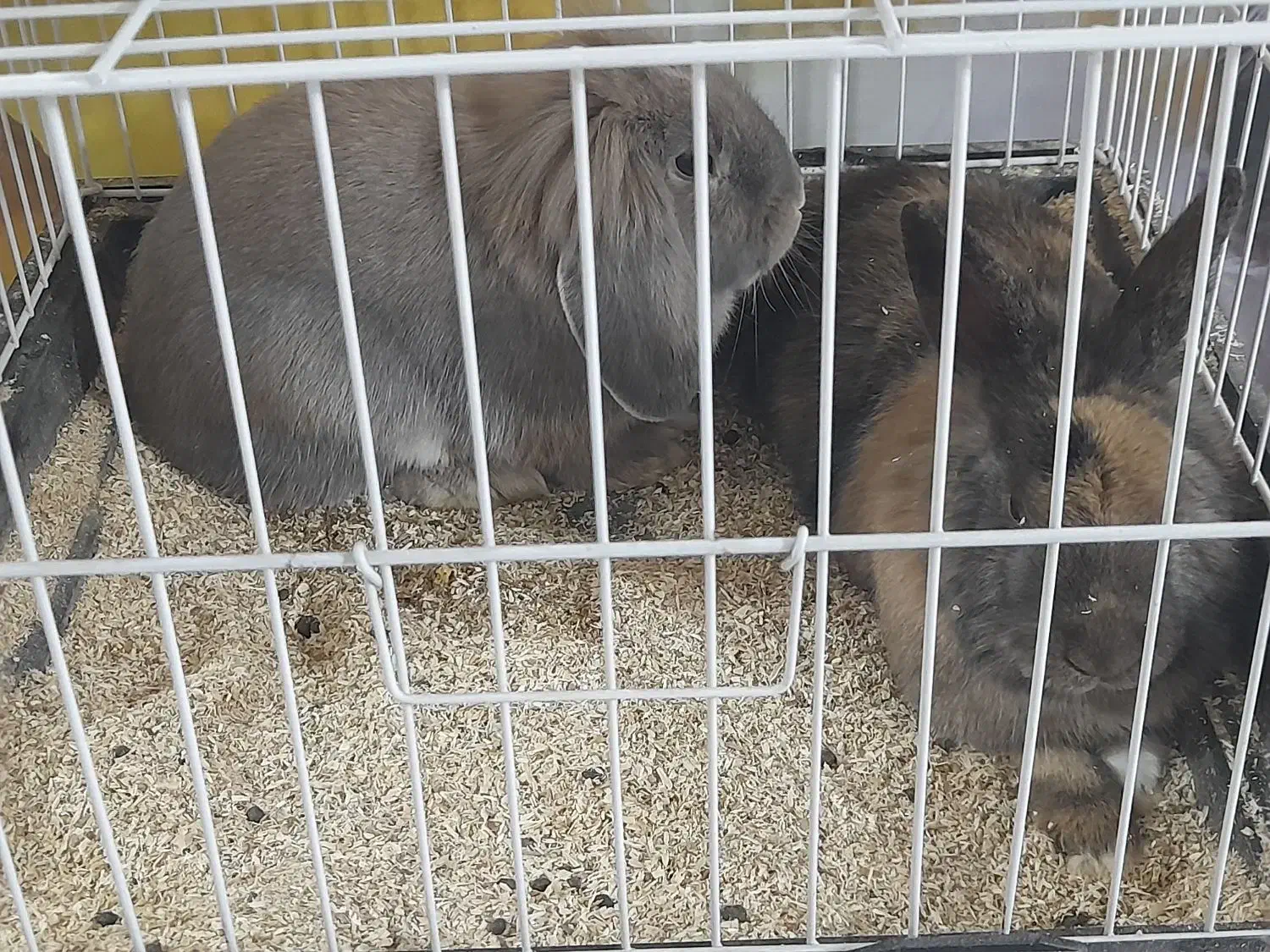 خرگوش لوپ و خوکچه هندی|موش و خرگوش|تربت‌حیدریه, میدان مرکزی|دیوار