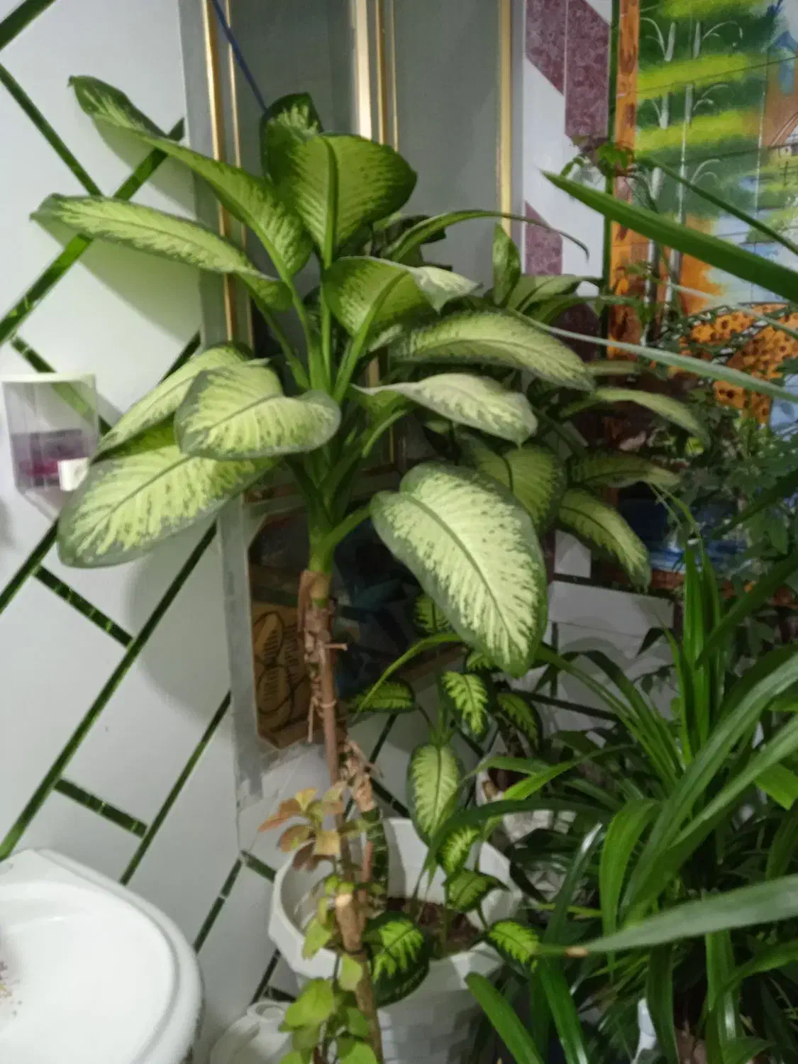 گل های طبیعی زیبا|گل و گیاه طبیعی|دهدشت, |دیوار