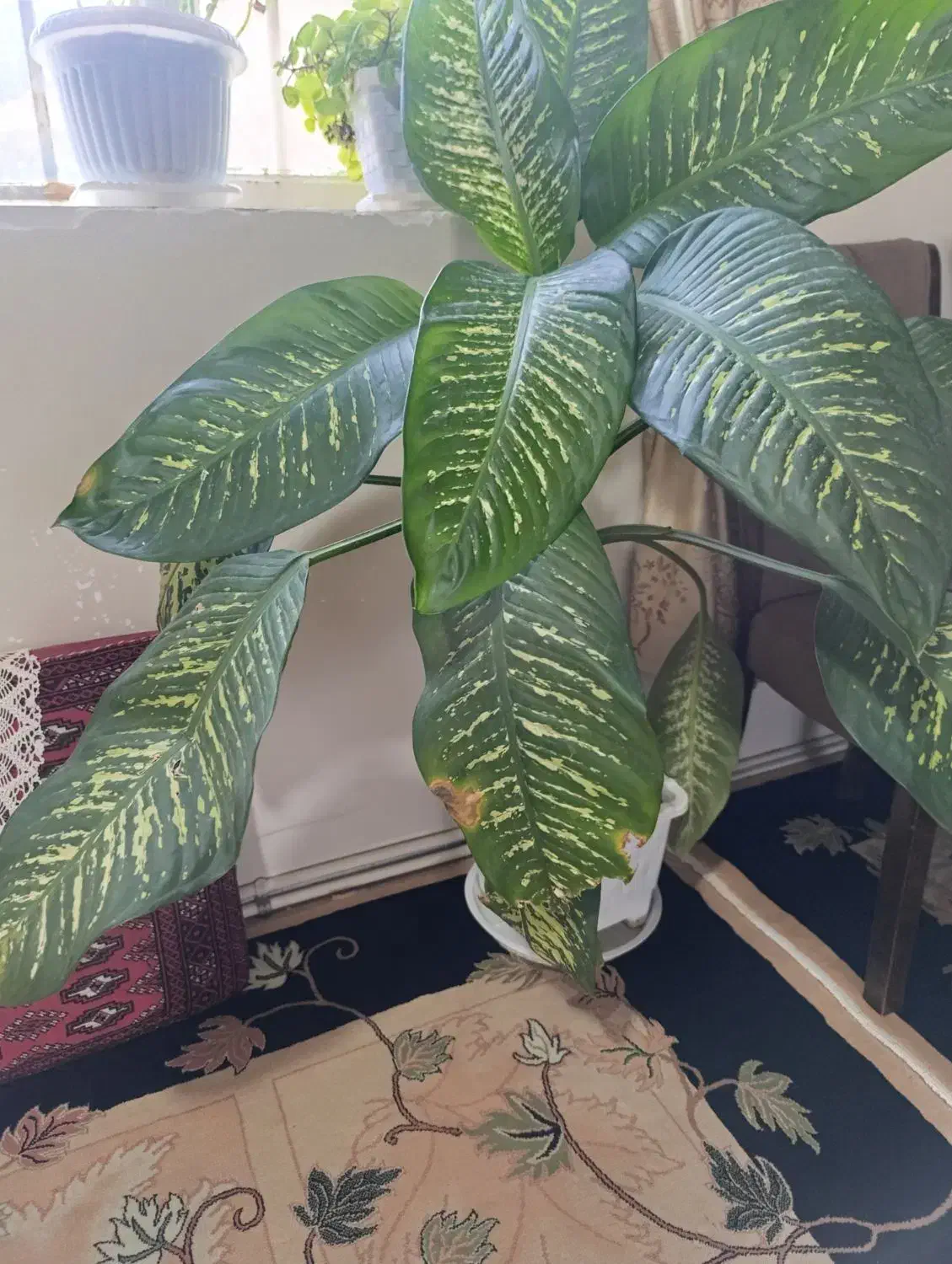 گل دیفین باخیا|گل و گیاه طبیعی|خنجین, |دیوار