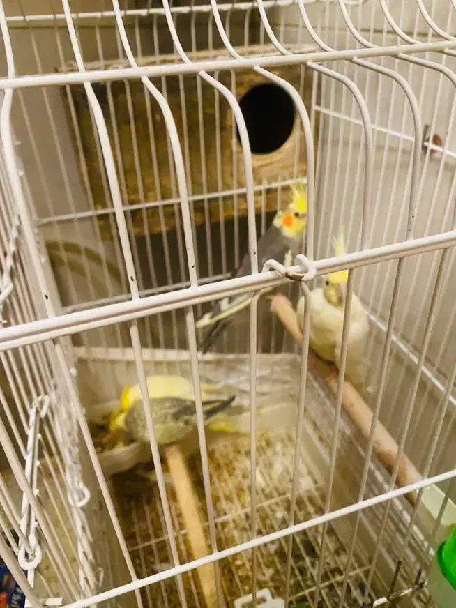 طوطی عروس|پرنده|رامهرمز, |دیوار