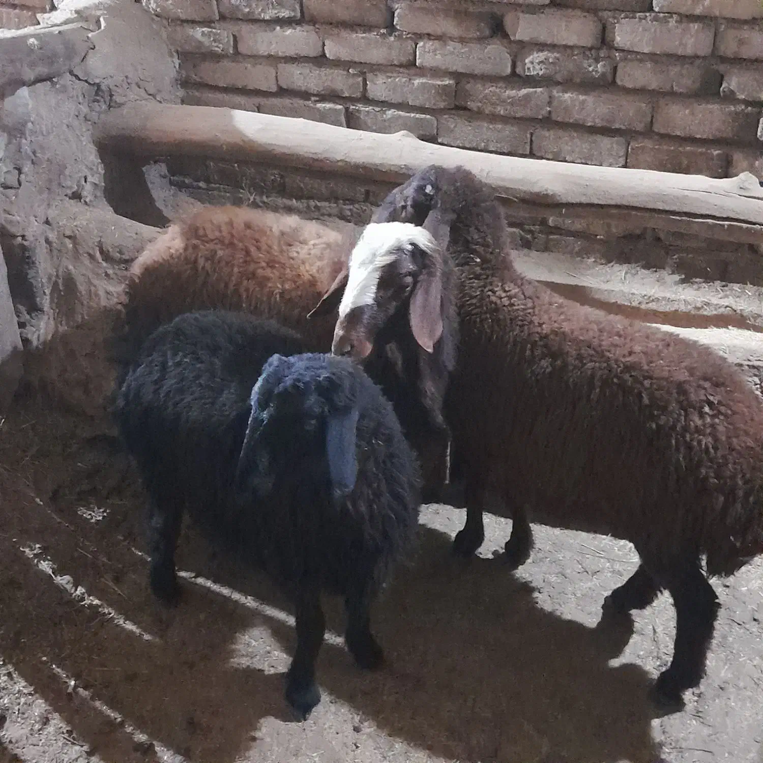 گوسفند قوچ|حیوانات مزرعه|سربند, |دیوار