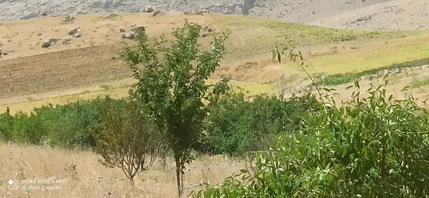 یک هکتار و نیم زمین کشاورزی باغی روستای الک کهن|فروش زمین و ملک کلنگی|کامیاران, |دیوار