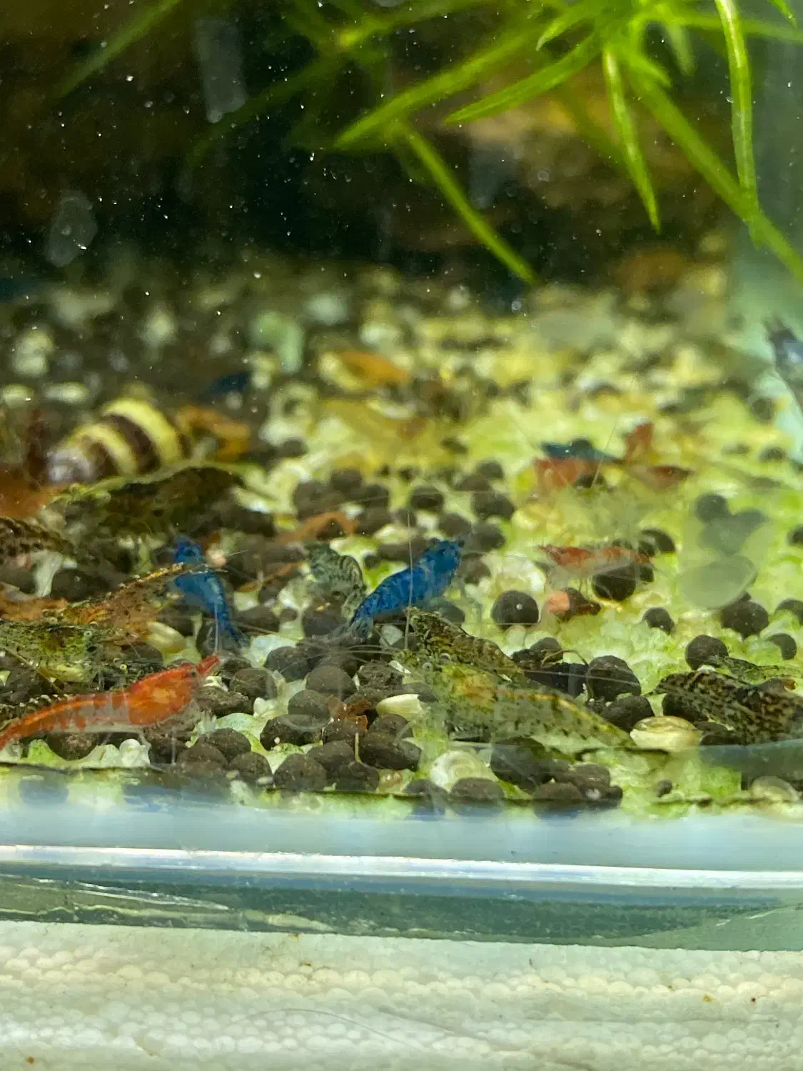 میگو شریمپ رنگی|ماهی|یزد, |دیوار