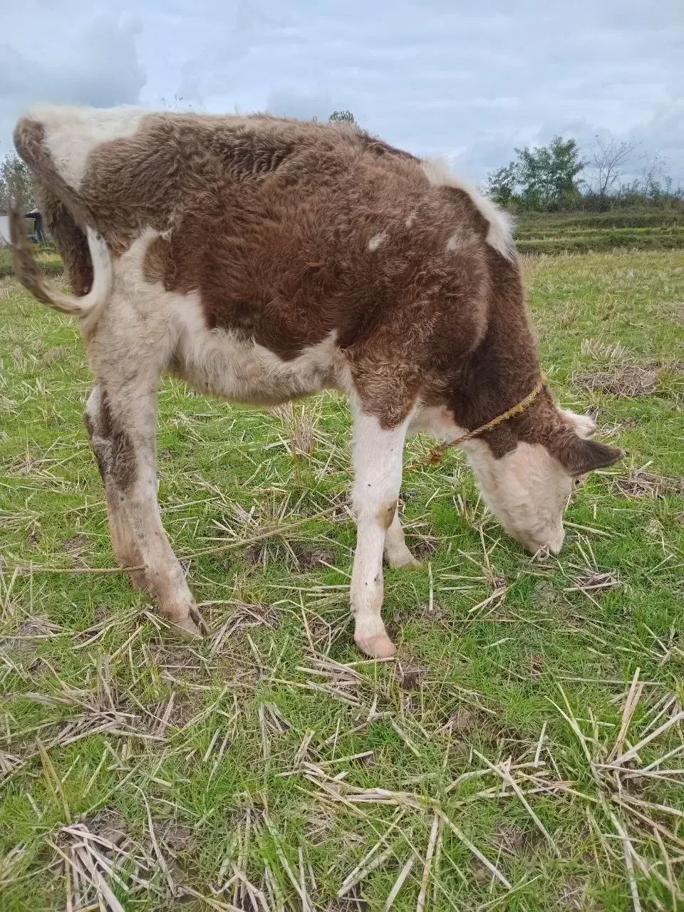 گاو حیوانات مزرعه|حیوانات مزرعه|رشت, کوی مهر|دیوار