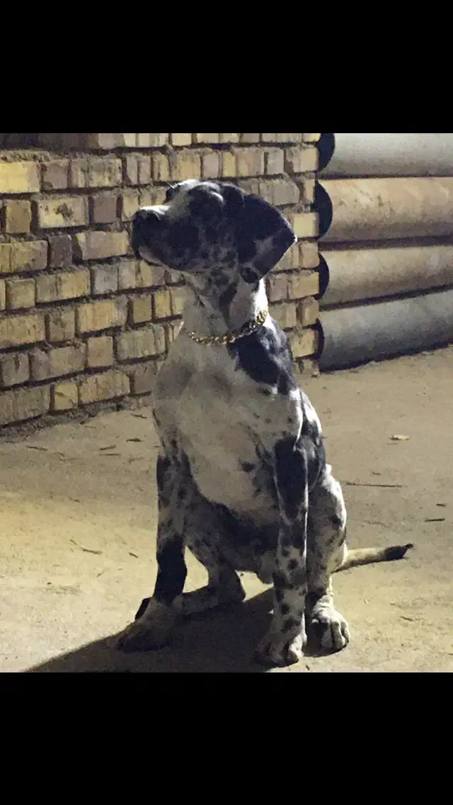 سگ گارد|سگ|شاهرود, |دیوار