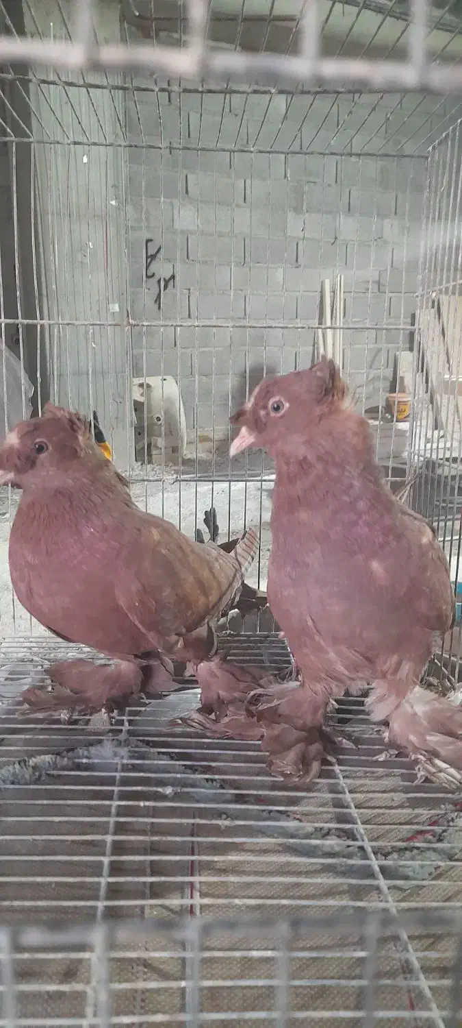 رواعب راعبی زینتی تک کاکل و دوکاکله|پرنده|تهران, امام زاده عبدالله|دیوار