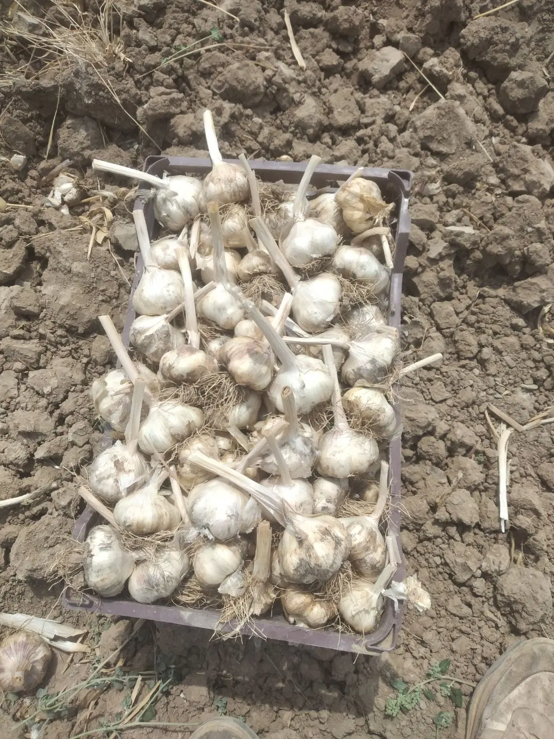 سیر|خوردنی و آشامیدنی|درگزین, |دیوار