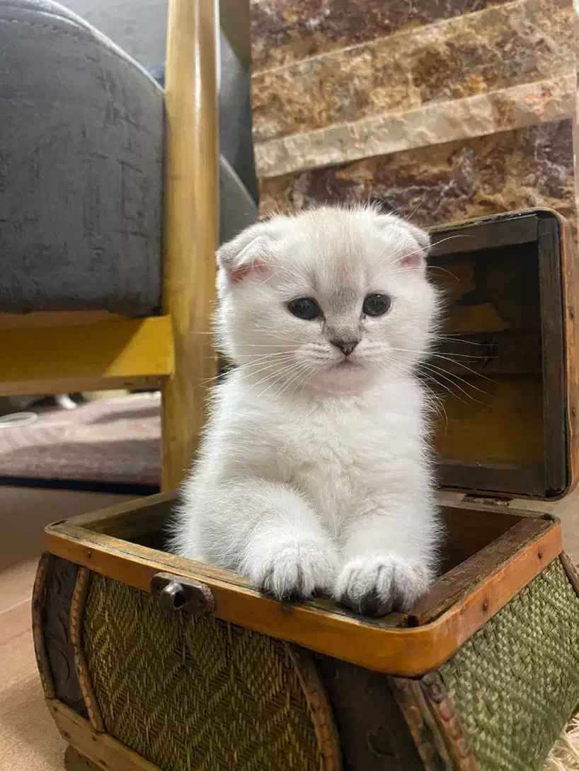 گربه|گربه|تبریز, |دیوار