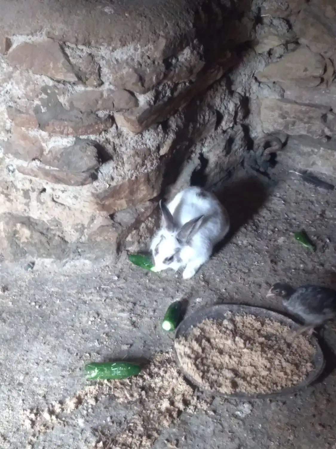 خرگوش نر|موش و خرگوش|بانه, |دیوار