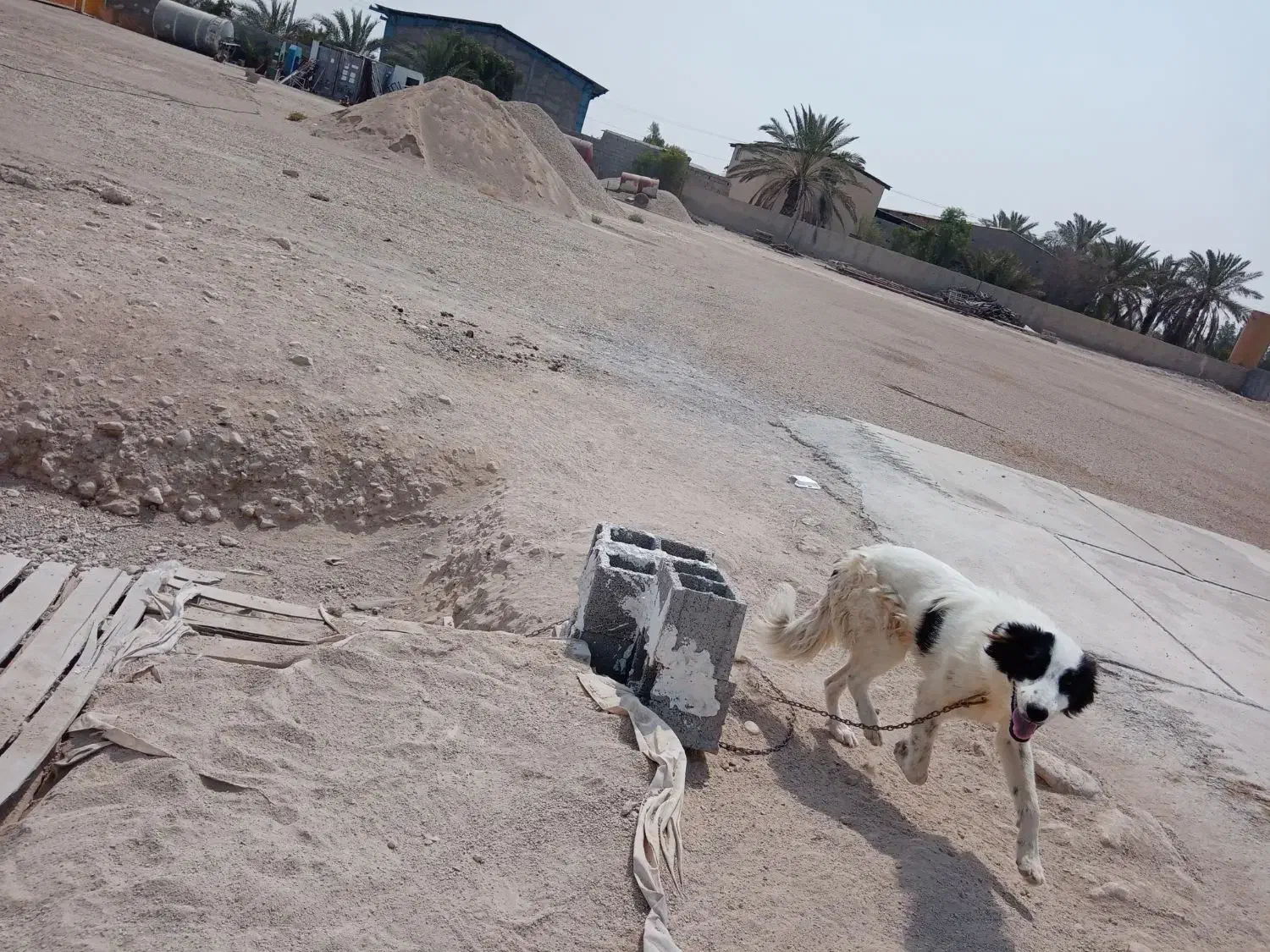 سگ ترکی|سگ|برازجان, |دیوار