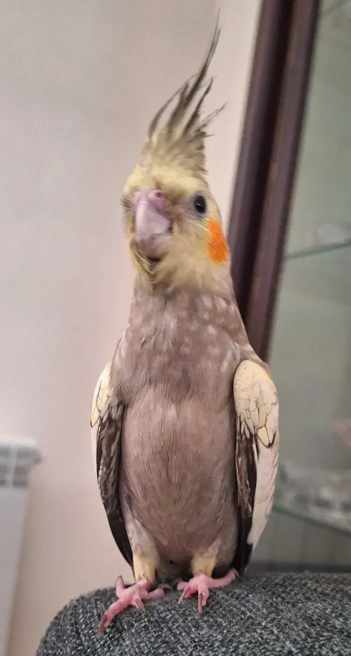 عروس هلندی مرواریدی گمشده در فاز ۸ پردیس|حیوانات|پردیس, فاز ۸|دیوار