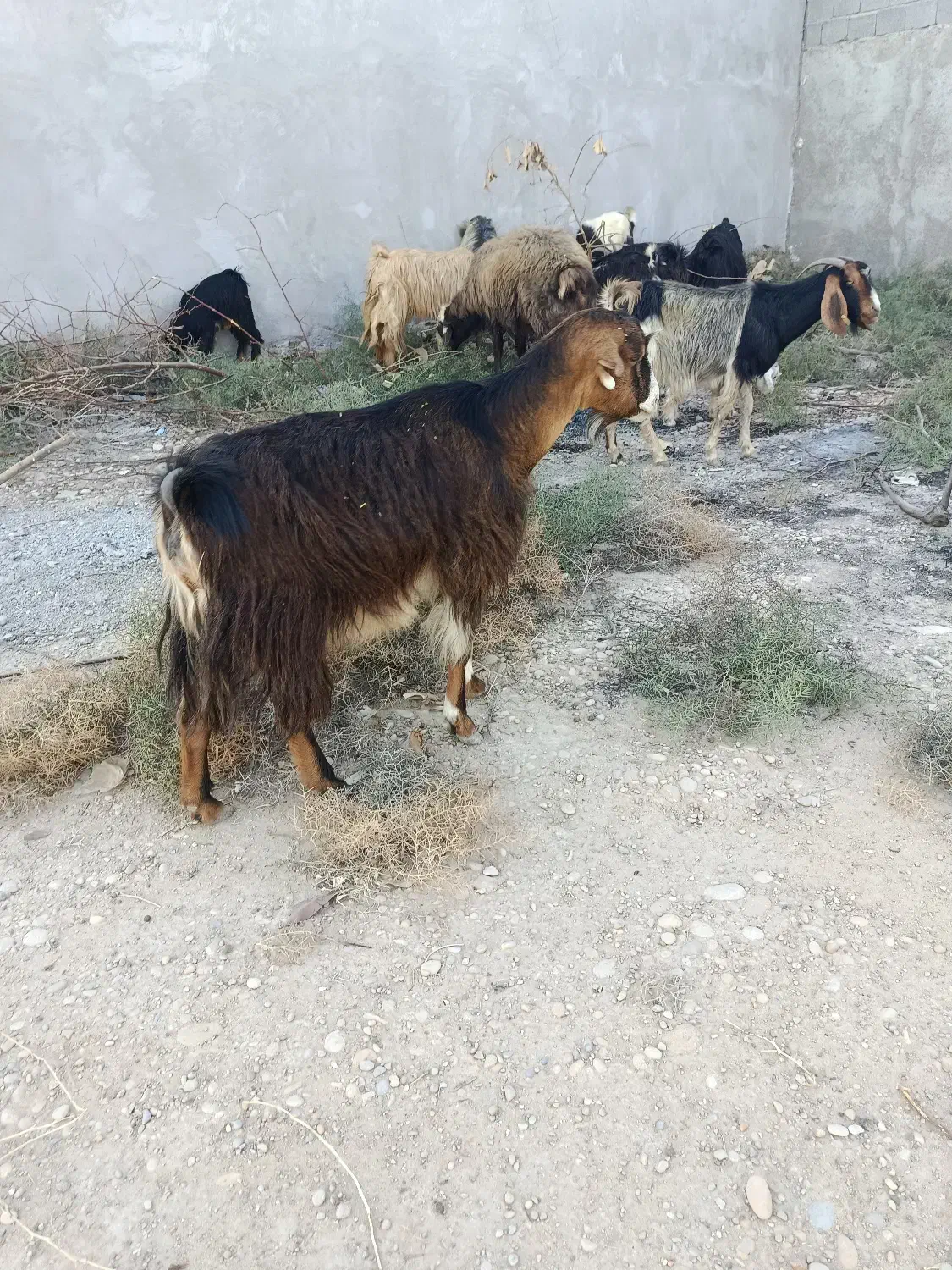 تعداد 20راس بز کهر ه دار داشتی|حیوانات مزرعه|بندر گناوه, |دیوار