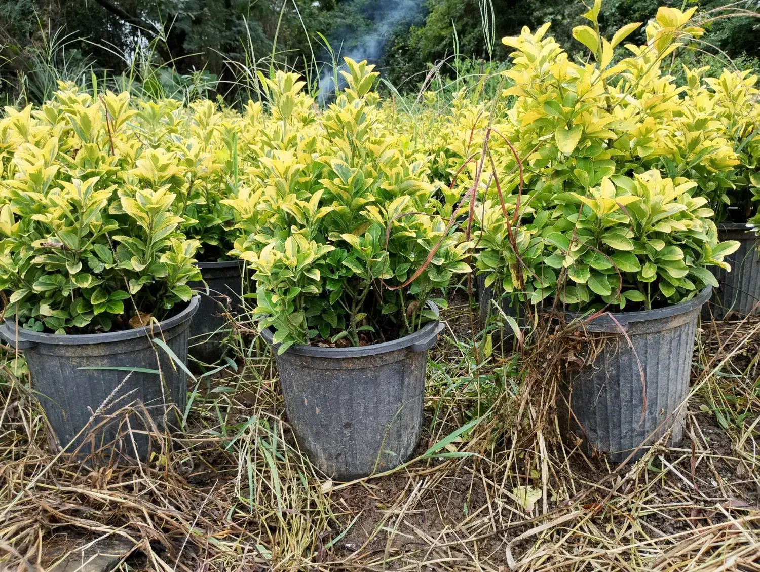 شمشاد طلایی سطل ۱۰|گل و گیاه طبیعی|کلاچای, |دیوار