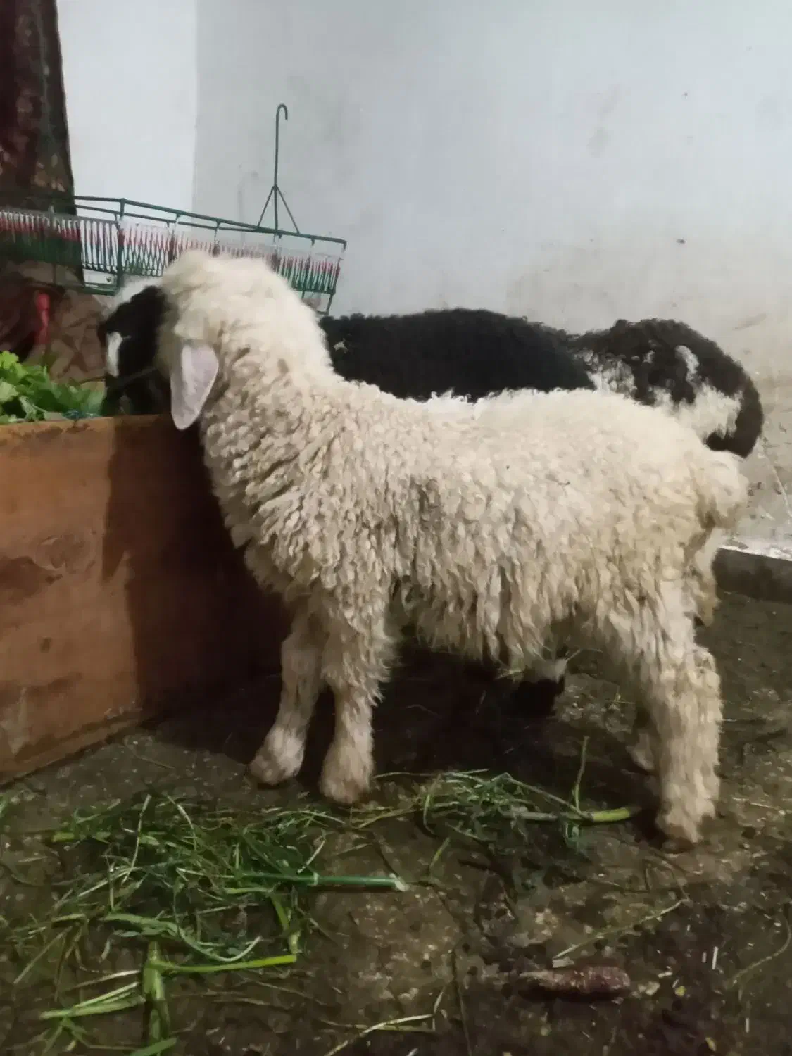 بز بره|حیوانات مزرعه|دزفول, |دیوار