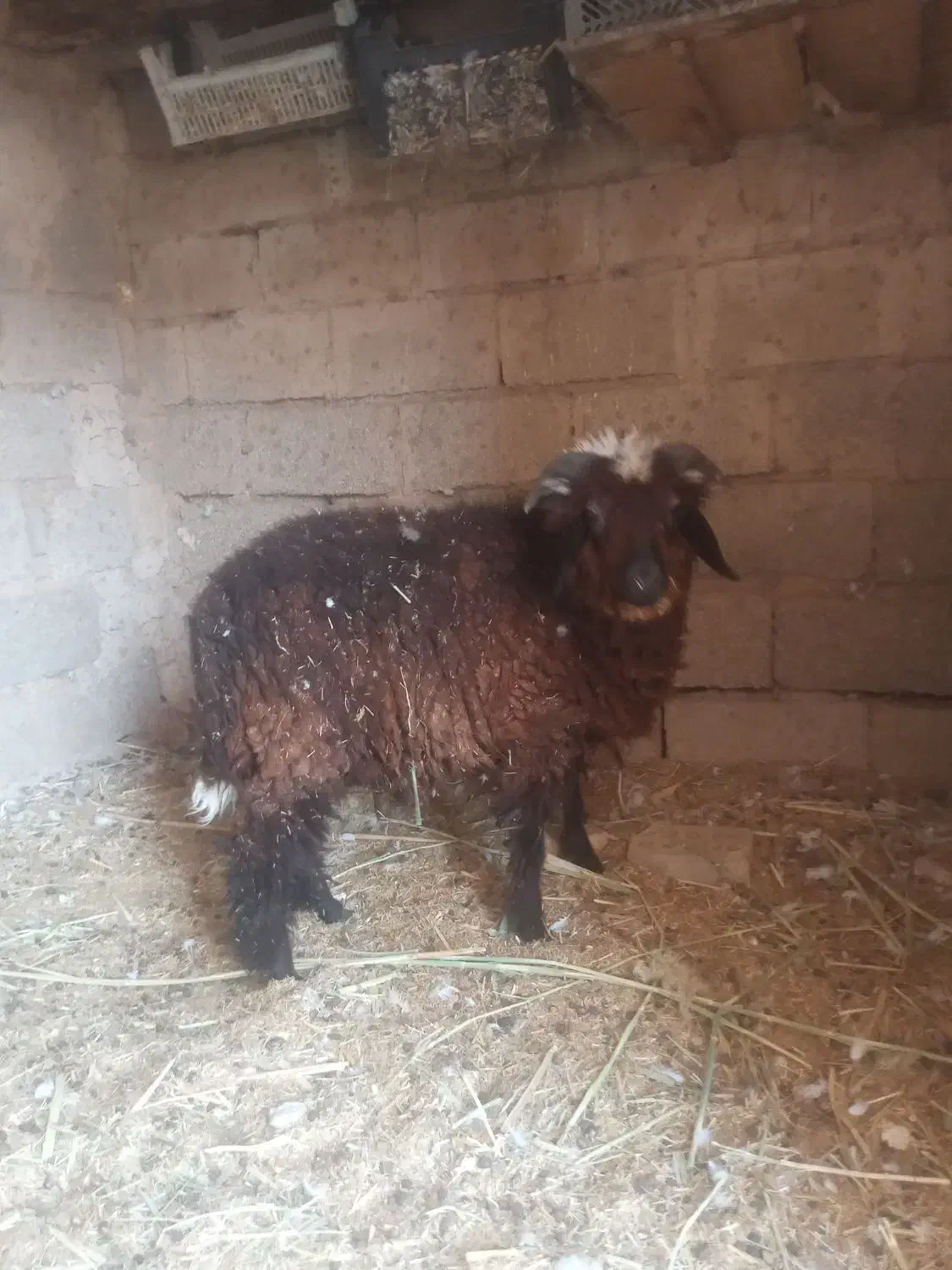 بره نر|حیوانات مزرعه|بندر امام خمینی, |دیوار