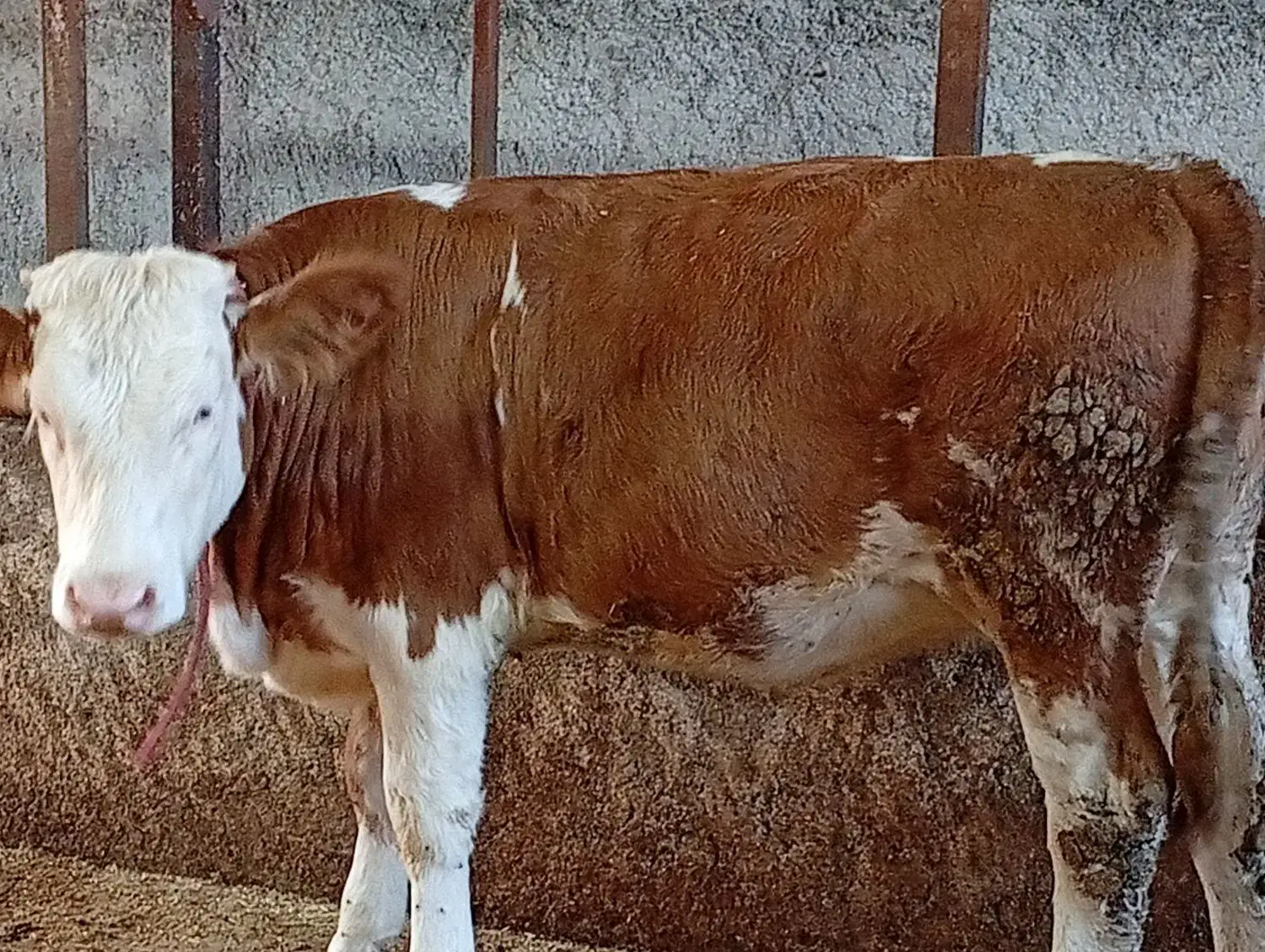 دو راس گوساله سیمینتال ماده و نر امریکایی|حیوانات مزرعه|قائم‌شهر, |دیوار