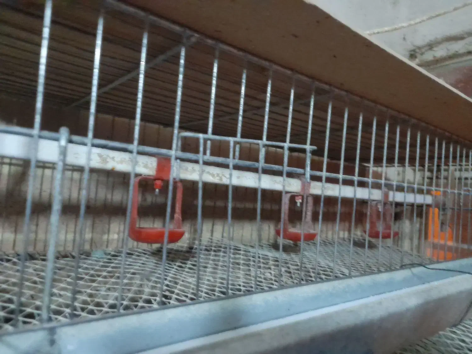 قفس|لوازم جانبی حیوانات|ایوان, |دیوار