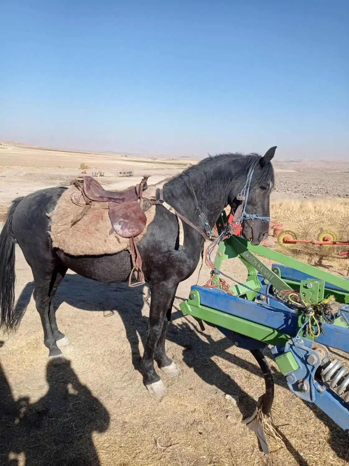 فروش اسب کردی|اسب و تجهیزات اسب‌سواری|قروه, |دیوار