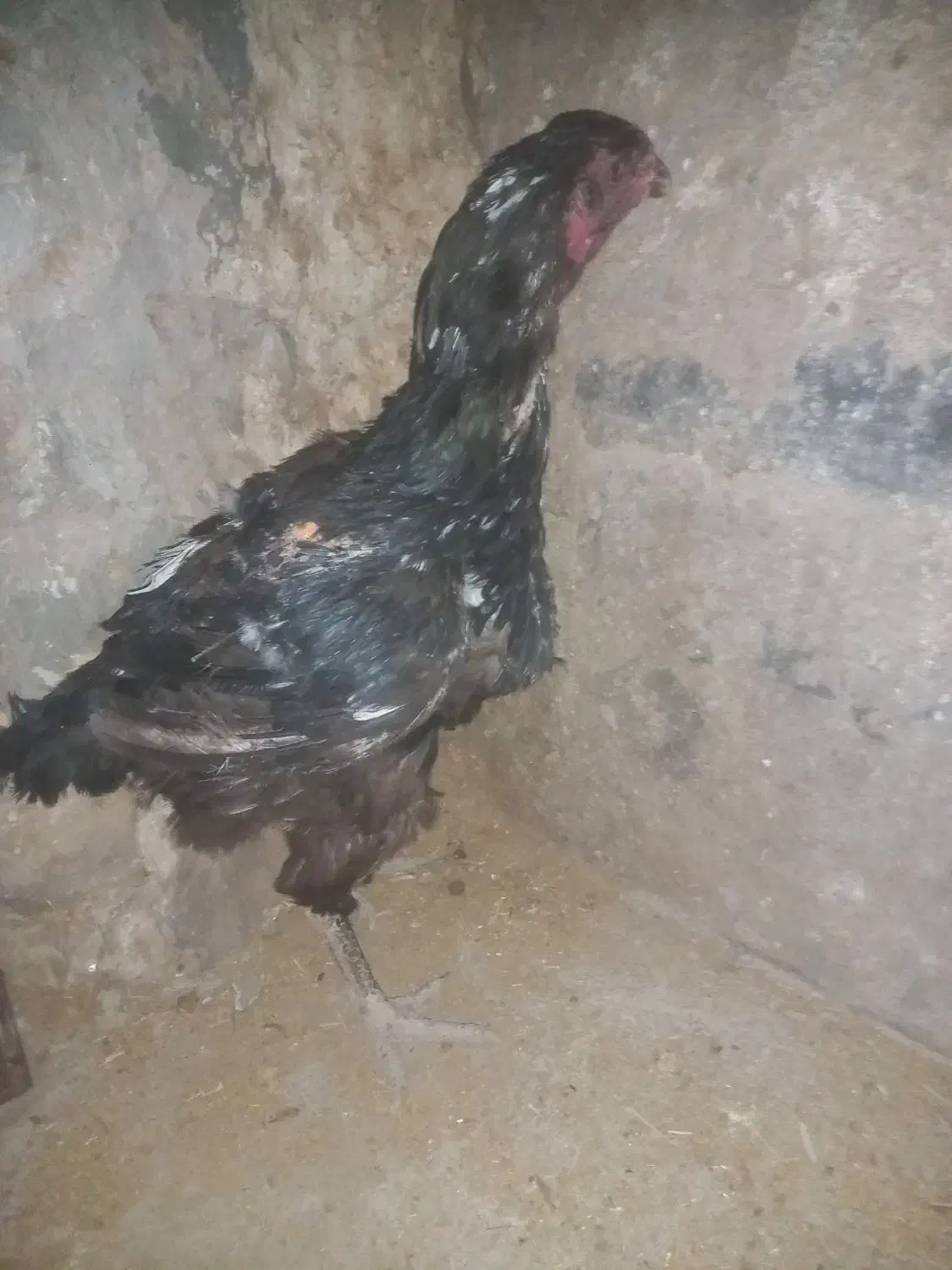 مرغ و خروس لاری اصیل|حیوانات مزرعه|تربتحیدریه, کلاته توکلی|دیوار