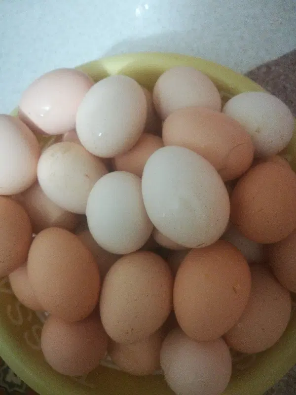 تخم مرغ|خوردنی و آشامیدنی|فردوس (خراسان), |دیوار