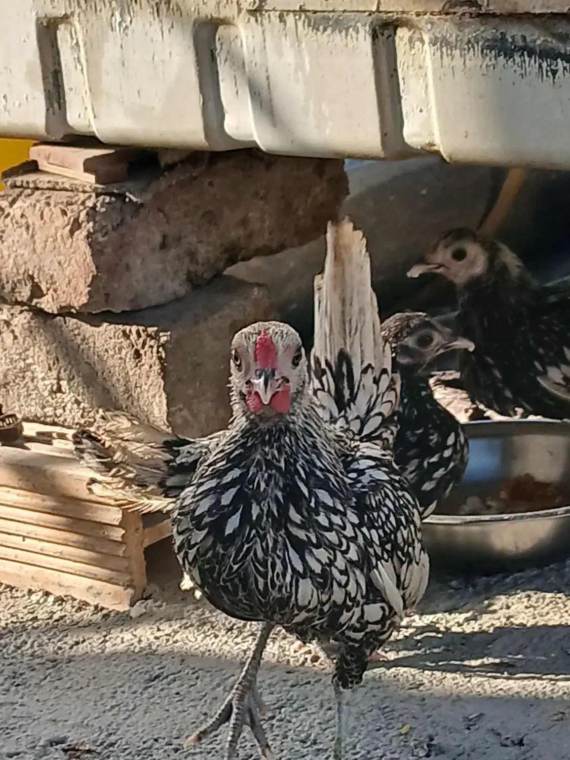 مرغ و خروس سیبرایت|حیوانات مزرعه|ملایر, |دیوار