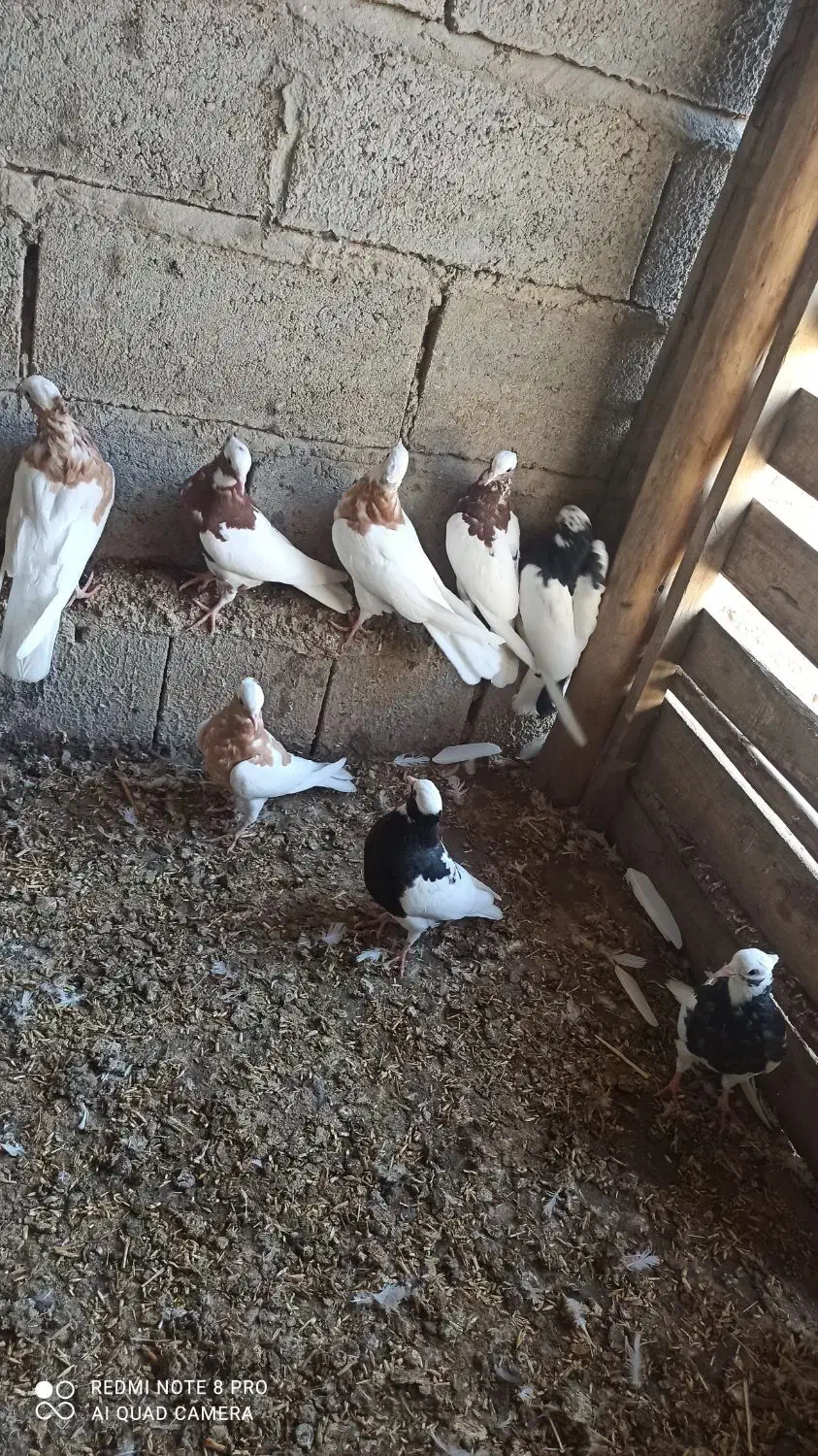 طوقی|پرنده|چهاربرج, |دیوار