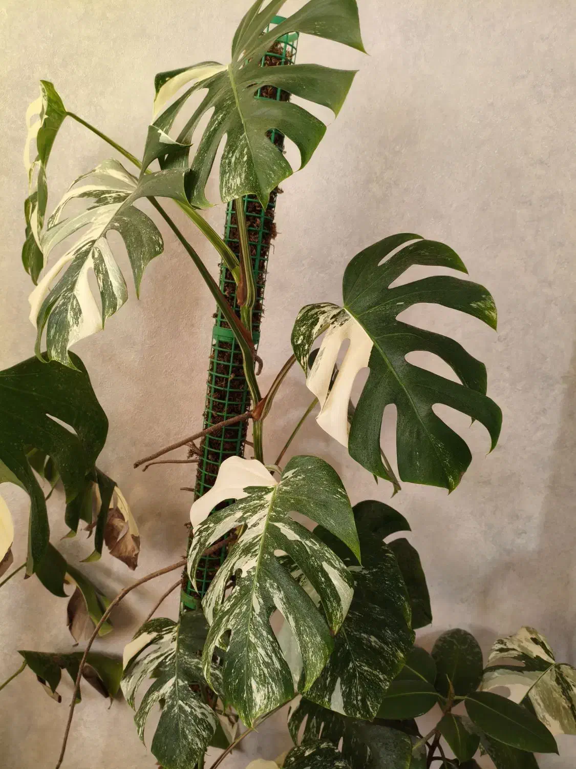 گل‌های طبیعی|گل و گیاه طبیعی|شیراز, درکی|دیوار