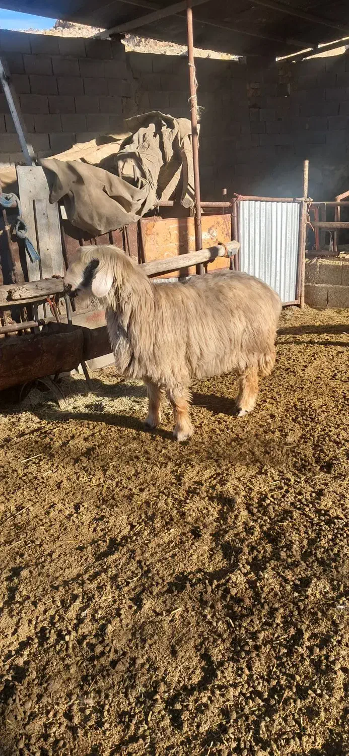 میش بره دار|حیوانات مزرعه|مرودشت, نقش رستم|دیوار