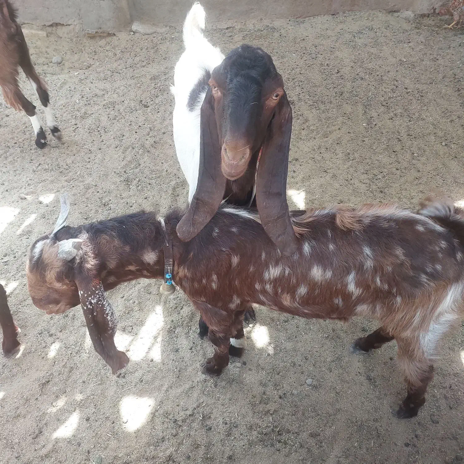 تیه اصل پاکستان|حیوانات مزرعه|ساوه, |دیوار