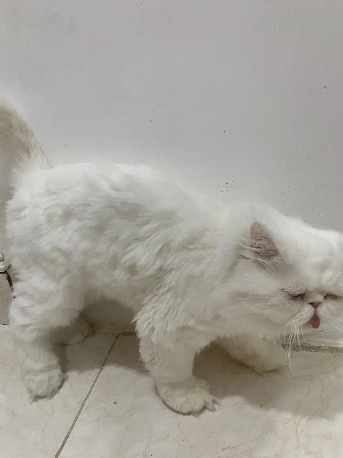 واگذاری گربه پرشین سفید|گربه|بندرعباس, |دیوار