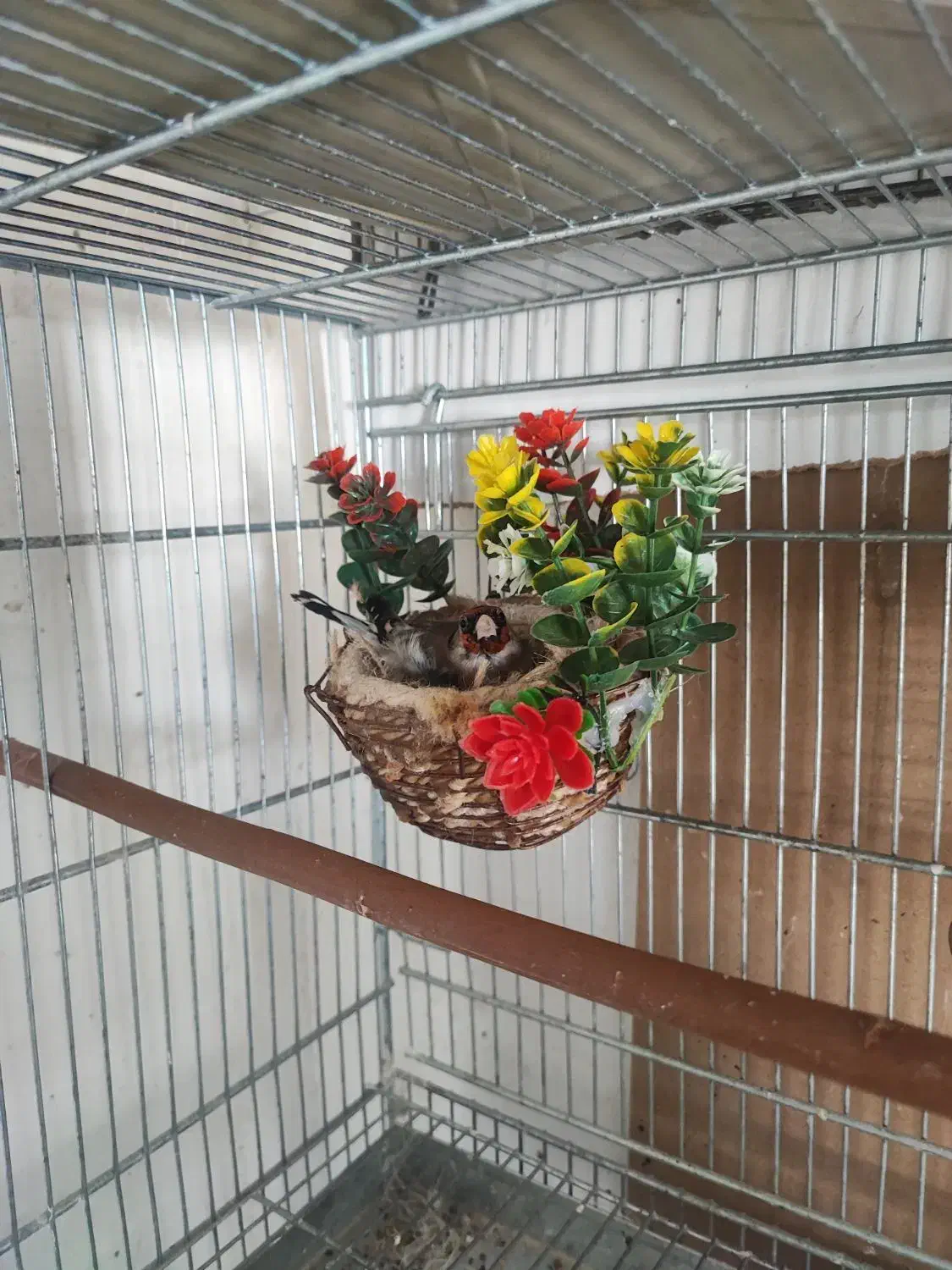 سهره زاغ|پرنده|کامفیروز, |دیوار