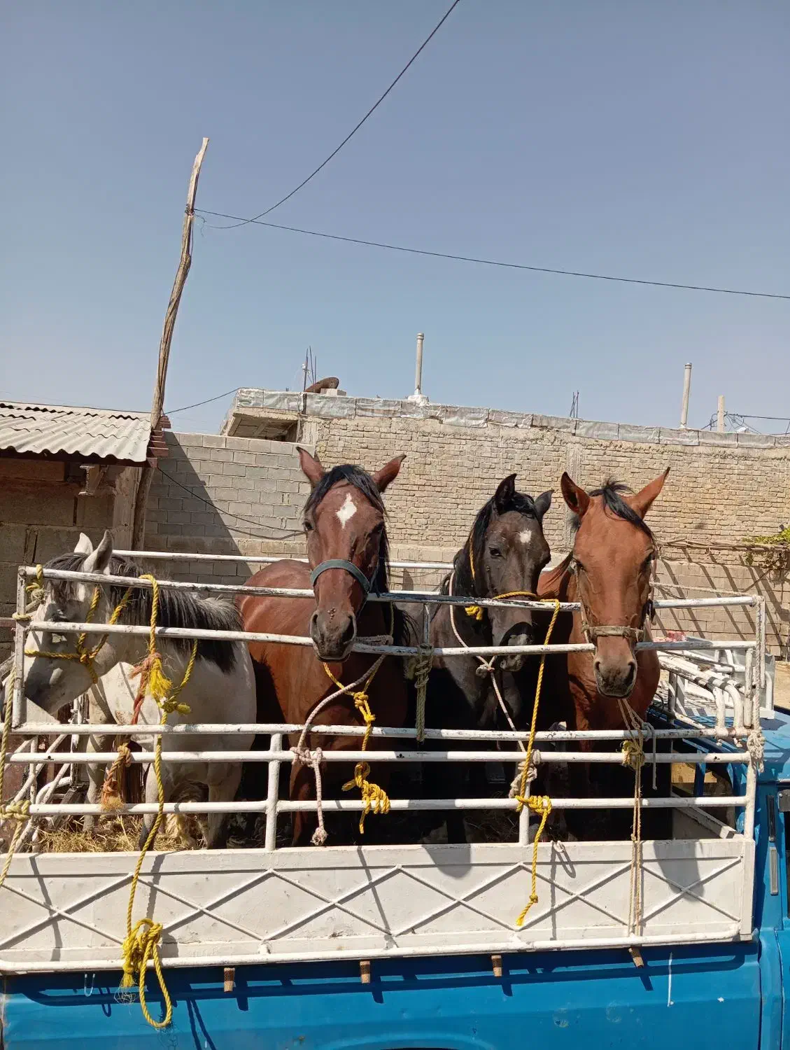 خرید و فروش اسب همه نوع|اسب و تجهیزات اسبسواری|شیراز, گویم|دیوار