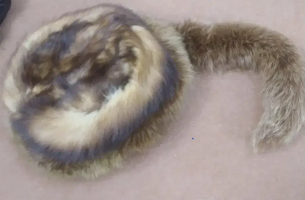 کلاه پشمی روسی زنانه اصلی نو نو نو|لباس|قم, زاویه|دیوار