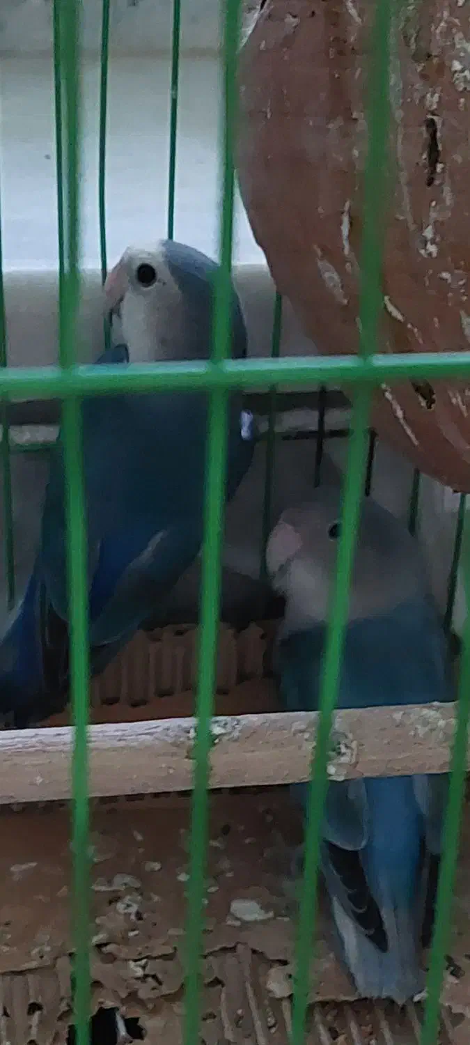 کوتوله برزیلی معاوضه با عروس هلندی|پرنده|سراوان, |دیوار