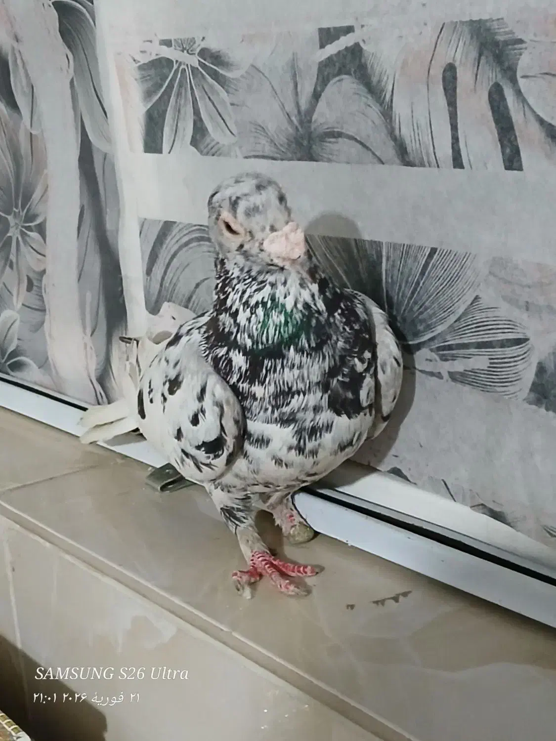 کفتر پرشی|پرنده|نیشابور, امام خمینی|دیوار