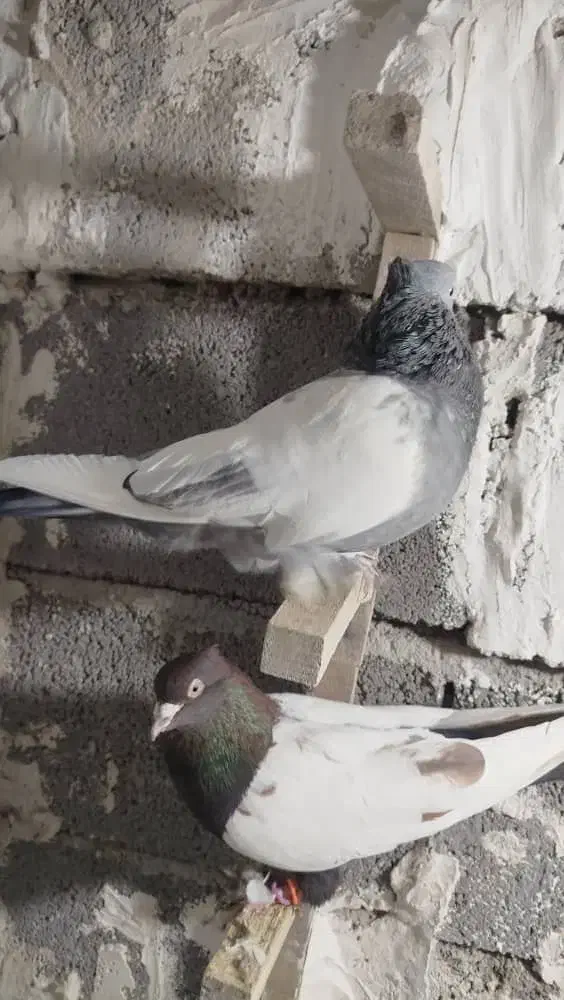 یه بون کفتر بزن پامیلی|پرنده|شیراز, حومه شیراز|دیوار