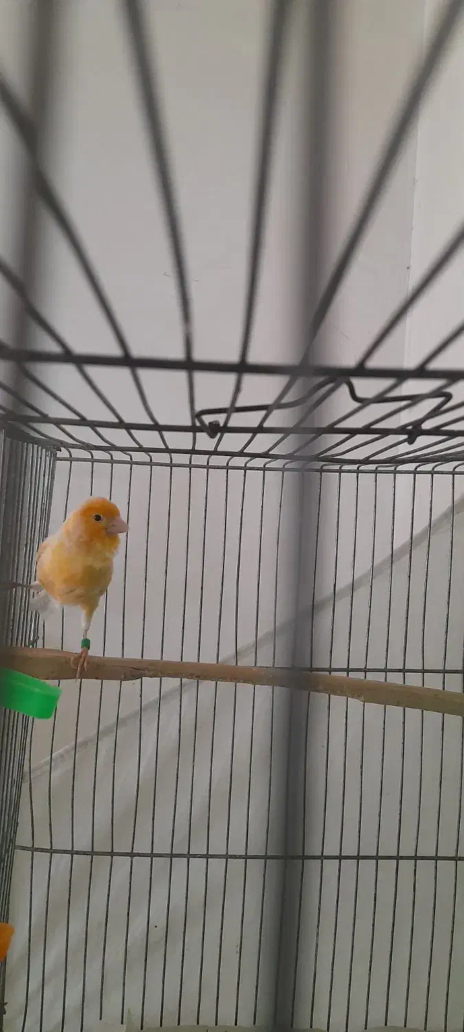 نر سرخ شلاقی|پرنده|مشهد, شهرک مهر آباد|دیوار