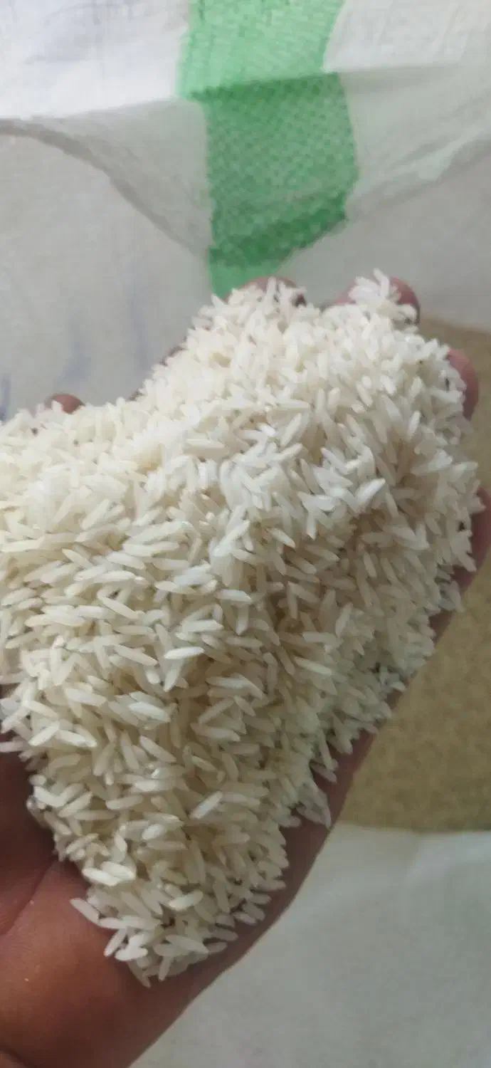 برنج شیرودی درجه یک صادراتی|خوردنی و آشامیدنی|بهشهر, |دیوار