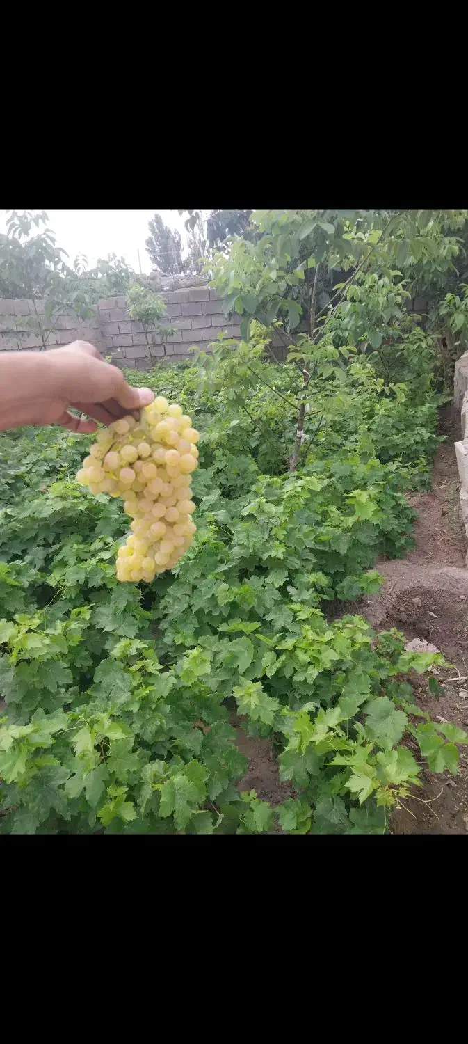 انگور|عمدهفروشی|مشگین شهر, |دیوار