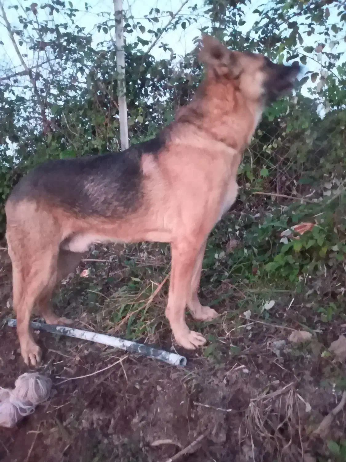 واگذاری توله سگ‌ ژرمن ِشیپرد اصیل|سگ|مرزیکلا, |دیوار