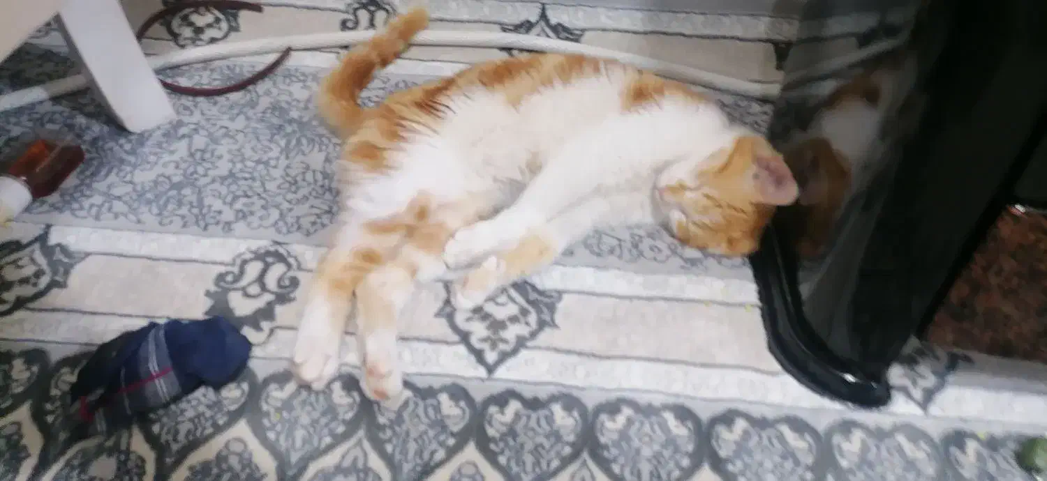 گربه|گربه|اسفراین, |دیوار