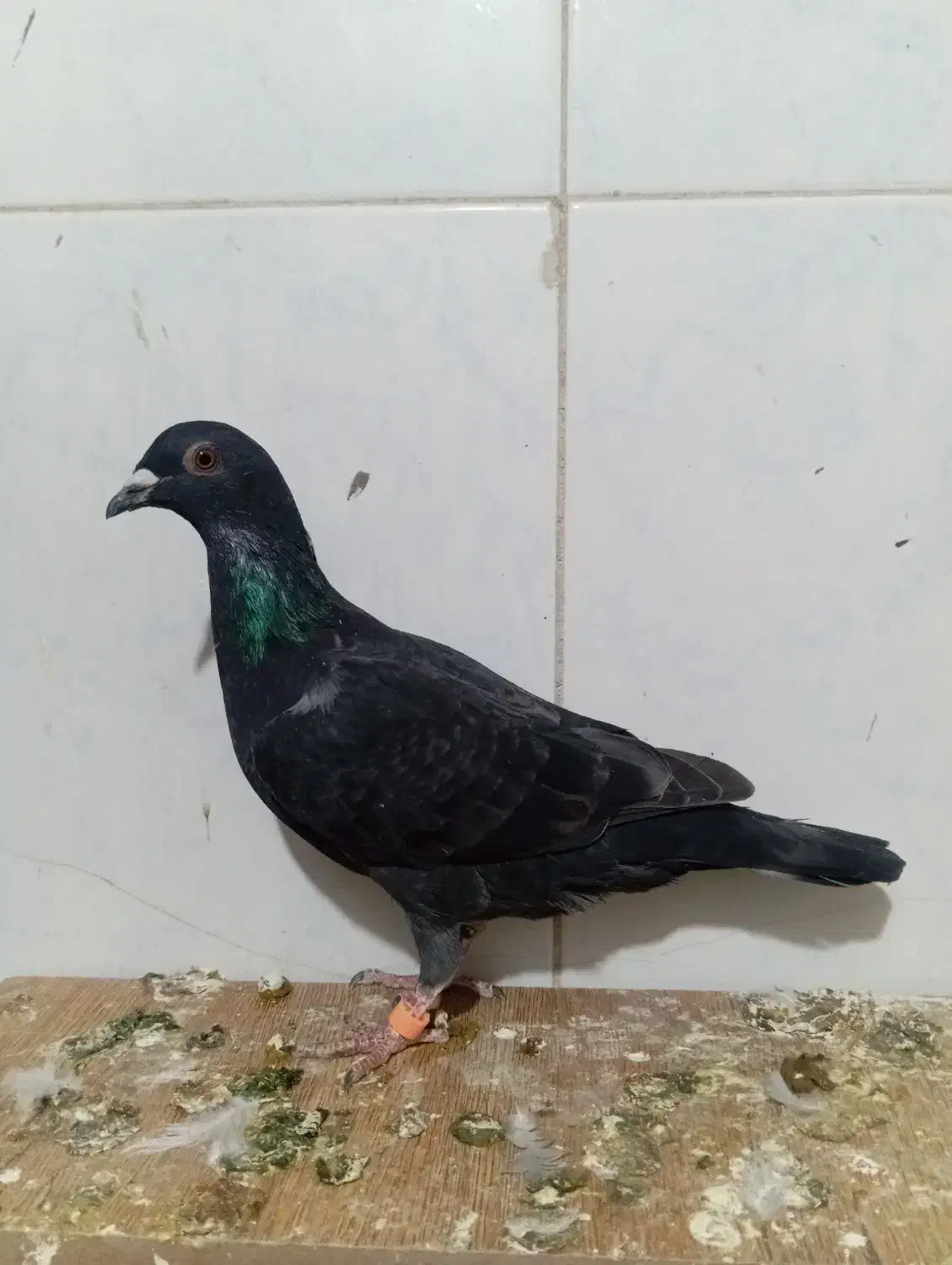 کفتر فروشی|پرنده|تربت‌حیدریه, آغوی|دیوار