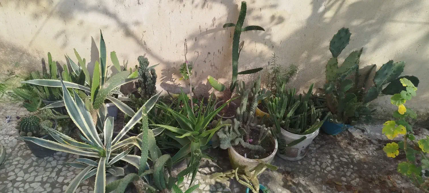 گل طبیعی|گل و گیاه طبیعی|رشت, فرزانه|دیوار