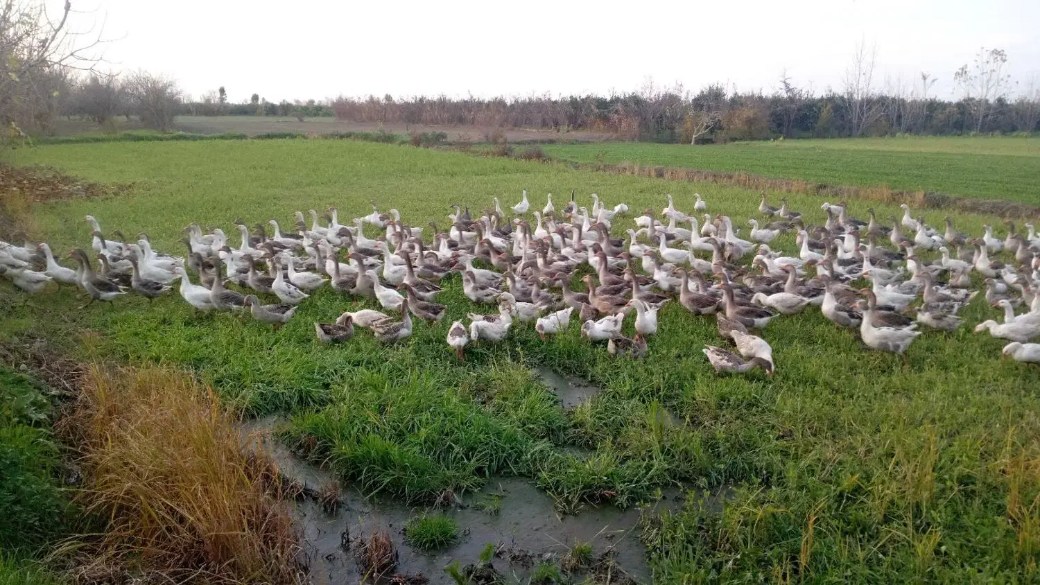 غاز|حیوانات مزرعه|نوکنده, |دیوار