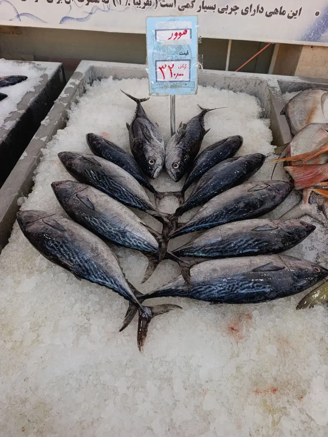 ماهی بدون استخوان جنوب|ماهی|اهر, |دیوار